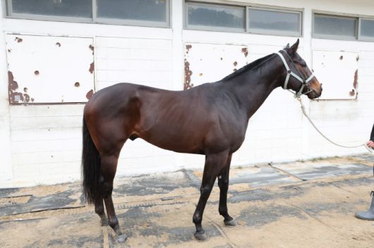 ◇블랙맘바. 사진제공=한국마사회