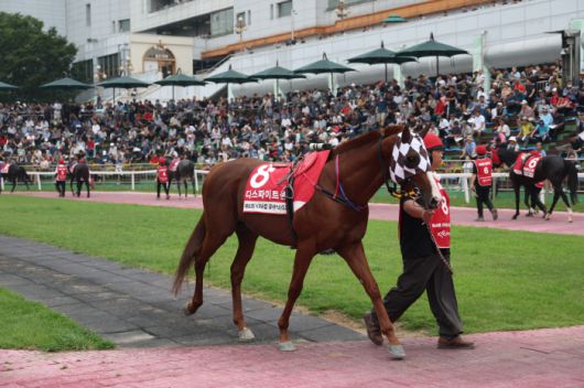 ◇디스파이트윈. 사진제공=한국마사회