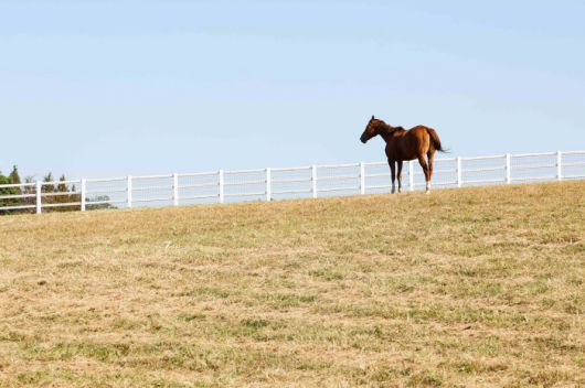 ◇사진제공=한국마사회