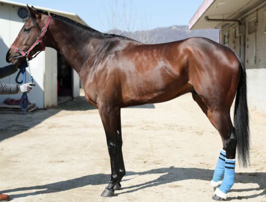 원펀치드래곤. 한국마사회 제공