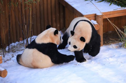◇ 눈 덮인 판다 세컨하우스에서 즐거운 시간을 보내는 루이바오(오른쪽)와 후이바오. 사진제공=에버랜드