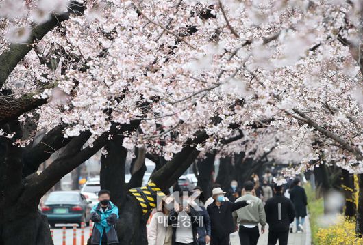 28일 서울 여의도 윤중로에 벚꽃이 활짝 피어 있다. 올해 여의도 벚꽃길은 코로나19 확산방지를 위해 내달 1일부터 12일까지 전면 통제가 되는 가운데, 온라인과 제한적인 오프라인 관람이 가능하다. [한주형 기자]