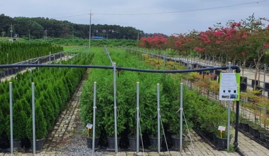 수프로가 자체 개발한 특수 화분을 통해 조경수를 재배하고 있다.<사진=수프로 제공>