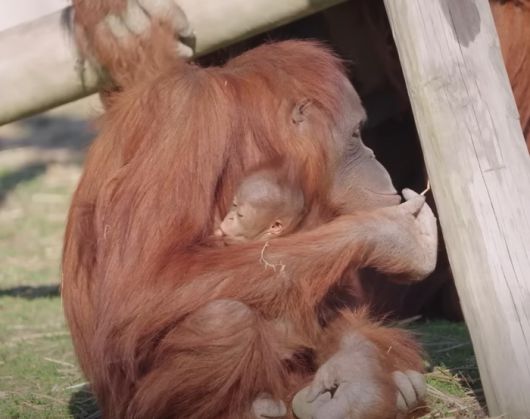 [사진출처 = 메트로리치먼드 동물원 공식 유튜브]