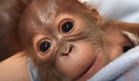 [사진출처 = 메트로리치먼드 동물원 공식 유튜브]