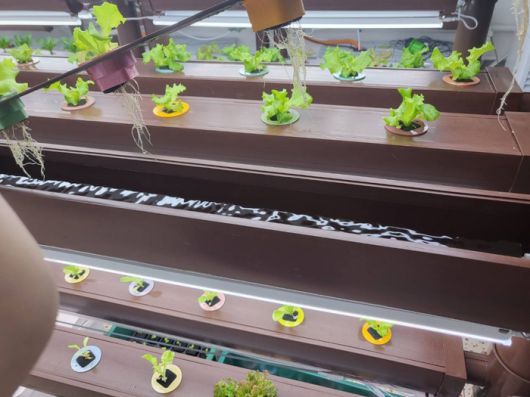 수경재배로 키우는 작물의 모습/사진=강찬미 여행+기자