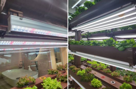 좌=작물 재배 전용 조명, 우LED 형광등/사진=강찬미 여행+기자