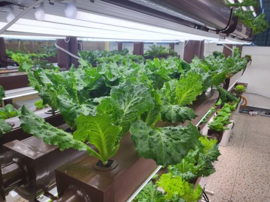 스마트팜에서 자라고 있는 작물/사진=강찬미 여행+기자