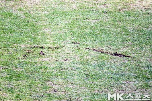 3월 3일 FC 서울과 김천상무의 맞대결이 열린 서울월드컵경기장 잔디 상태. 사진=이근승 기자