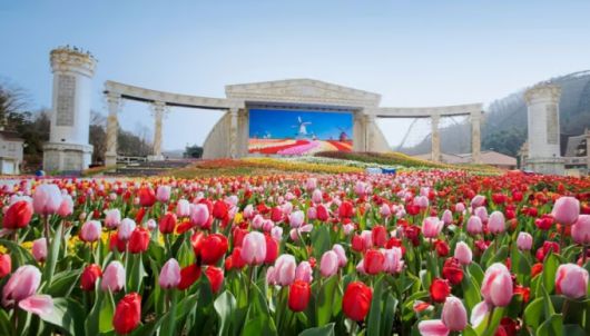 튤립 만발 에버랜드 포시즌스가든 / 사진=삼성물산