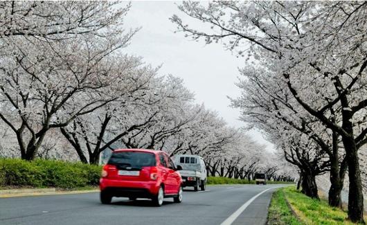 합천 백리 벚꽃길 / 사진 = 경상남도