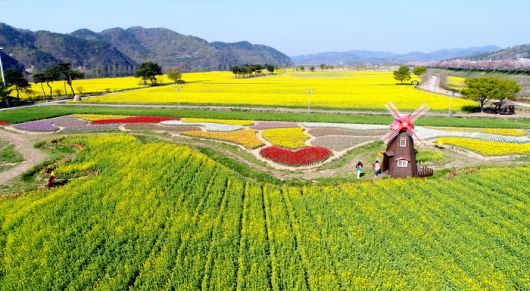 ​창녕 낙동강 유채단지 / 사진 = 경상남도