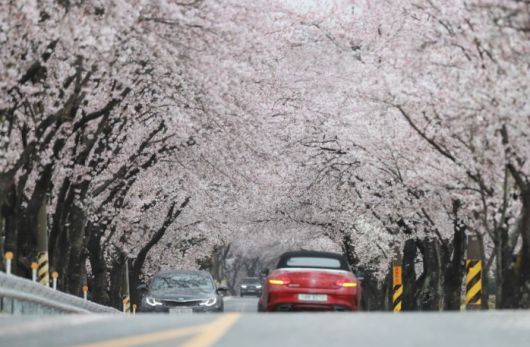 함양 백전 오십리 벚꽃길 / 사진 = 경상남도