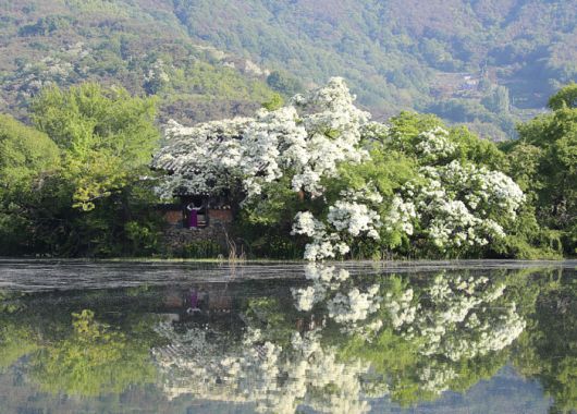 밀양 위양지/ 사진 = 경상남도