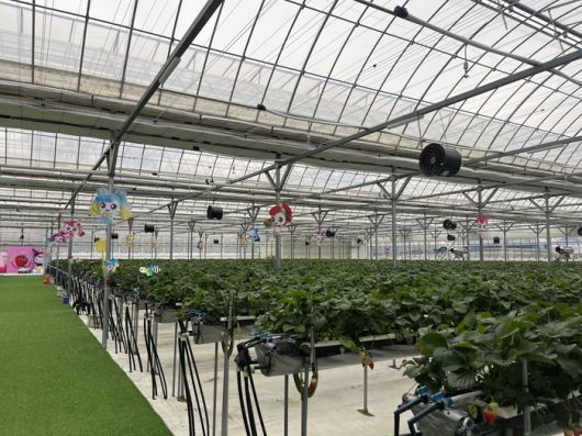 또로롱 딸기농장 [문서연 여행+ 기자]