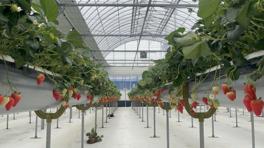 또로롱 딸기농장 [문서연 여행+ 기자]