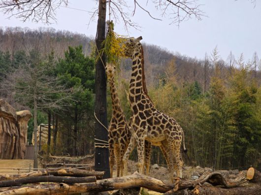 리버트레일 어드벤처에서 마주한 기린 가족 / 사진=김혜성 여행+ 기자