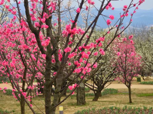 에버랜드 내 매화나무 / 사진=김혜성 여행+ 기자