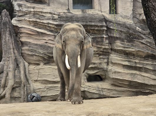 에버랜드 코끼리 코식이를 가까이서 볼 수 있다 / 사진=김혜성 여행+ 기자