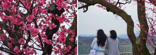 에버랜드 내 매화나무 / 사진=김혜성 여행+ 기자