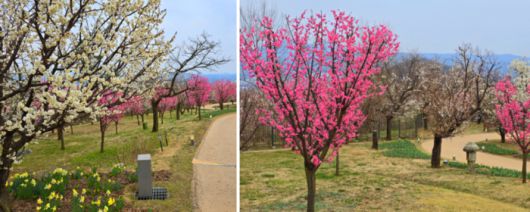 에버랜드 내부에 매화가 피었다 / 사진=김혜성 여행+ 기자