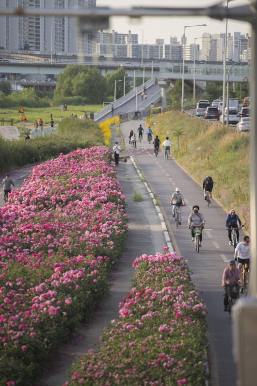 중랑천 장미공원 전경 / 사진=서울관광재단