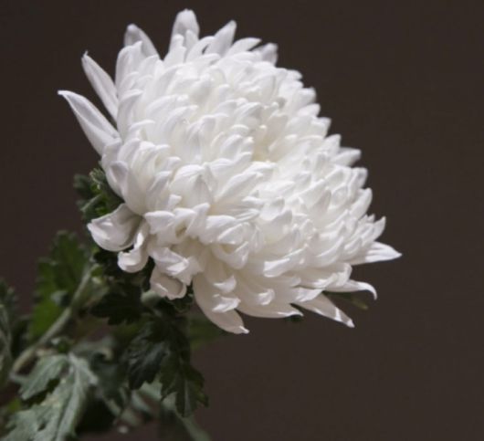 이호선 교수가 故강지용을 향한 애도의 메시지를 전했다. 사진=이호선 SNS