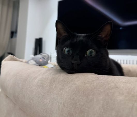 그 뒷편 소파 위에서는 검은 고양이 다홍이가 커다란 눈으로 멍하게 그녀를 지켜보고 있다.사진=박수홍 SNS