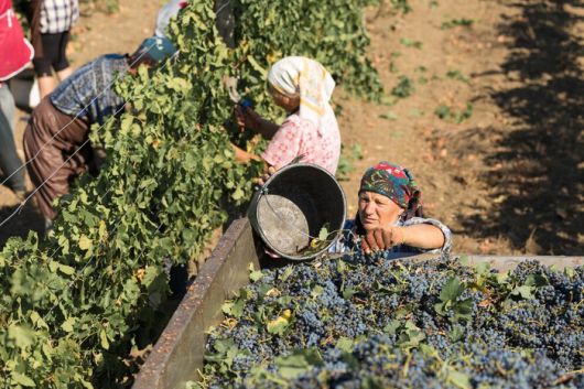 포도를 100% 사람의 힘으로 직접 수확하고 있는 모습. 극단적인 자연주의에서는 포도밭 안에 어떠한 기계도 허락하지 않는다. 기계를 작동하기 위해 엔진을 가동하면서 나오는 매연이 영향을 줄 수 있기 때문이다. 즉, 수확한 포도도 모두 사람의 힘으로 밭 바깥으로 옮겨야 한다.