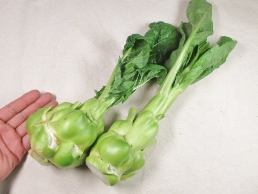 청채두는 이렇게 생겼다. 하체 비만이다. 절이지 않고 먹기도 한다. [사진 출처=주식회사 마고야샤이 株式会社まごやさい]