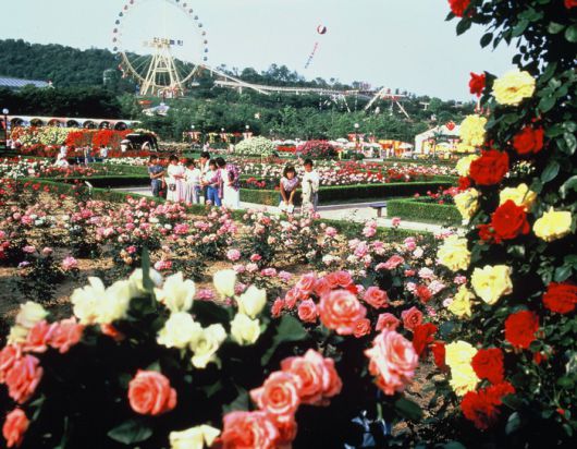 1987년 로즈가든 풍경 / 사진=삼성물산