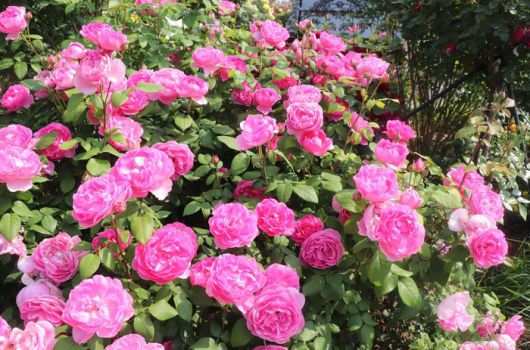 에버랜드 개발 장미 ‘퍼퓸 에버스케이프’ 품종 / 사진=삼성물산