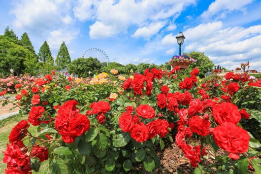 ‘에버랜드 로로티’ 장미축제 로즈가든 풍경 / 사진=삼성물산