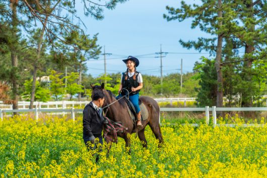 소나무숲과 유채꽃밭도 말을 타고 둘러볼 수 있다. / 사진=한국관광공사