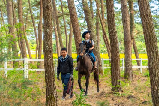 소나무숲과 유채꽃밭도 말을 타고 둘러볼 수 있다. / 사진=한국관광공사