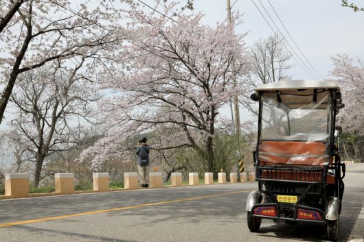 신도벚꽃길 / 사진=한국관광공사