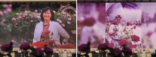 에버랜드 장미축제 40주년을 맞아 그간 고객 추억 담긴 인공지능(AI) 활용 영상 / 사진=김혜성 여행+ 기자