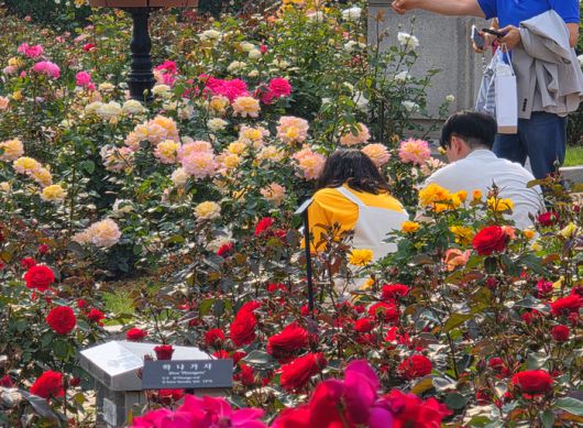에버랜드 로로티 축제를 즐기는 방문객들의 모습 / 사진=김혜성 여행+ 기자