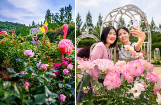 에버랜드 로로티 / 사진=삼성물산