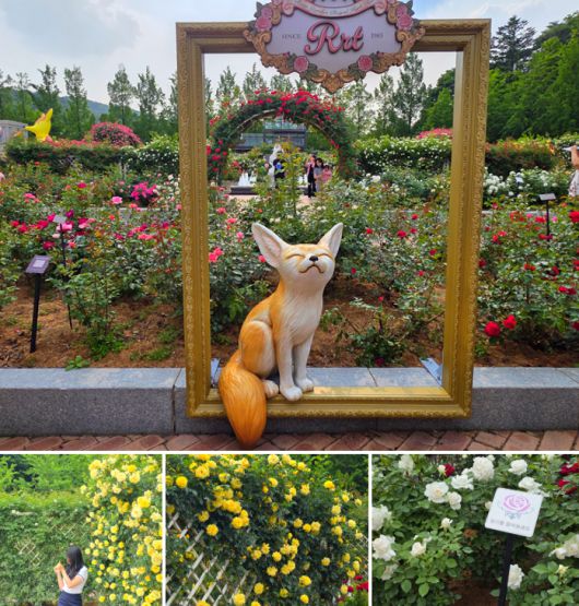 에버랜드 로로티 현장 사진 / 사진=삼성물산