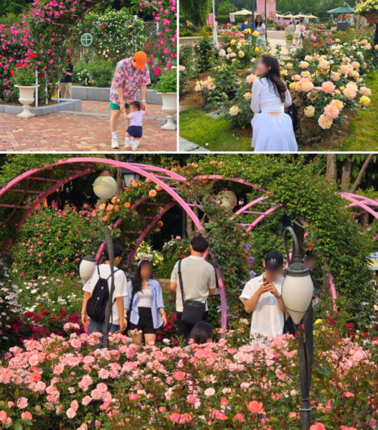 에버랜드 로로티 축제를 즐기고 있는 방문객들의 모습 / 사진=김혜성 여행+ 기자