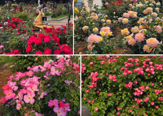 에버랜드 로로티 장미 / 사진=김혜성 여행+ 기자