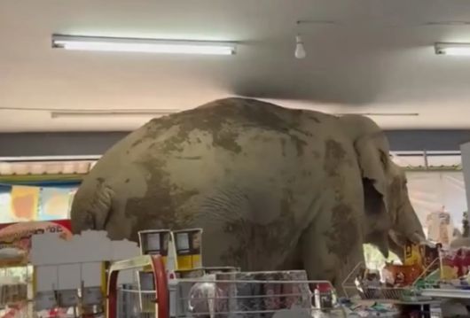 현지시간으로 2일 오후 태국 나콘 랏차시마주(州)에 있는 한 편의점으로 음식을 찾아 들어온 야생 코끼리가 카메라에 포착됐다. [사진 = 방콕포스트 캡처]