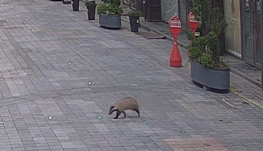 광주 충장로 한복판을 활보하는 너구리. [사진 출처 = 연합뉴스]