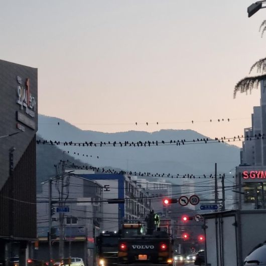 부산 북구 전깃줄에 앉아 있는 떼까마귀. [사진 출처 = 연합뉴스]