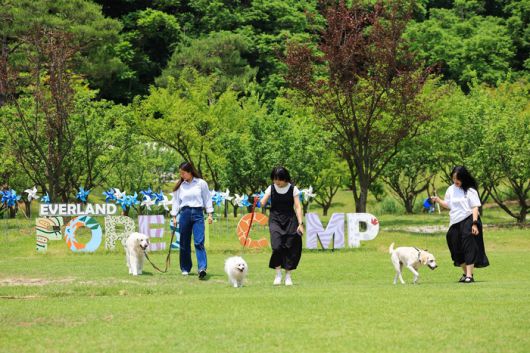 에버랜드 반려견 동반 비타민 캠프 ‘멍하니 걷개’ / 사진=삼성물산
