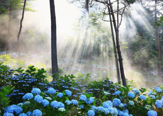 해남 포레스트 수목원 / 사진 = 해남군