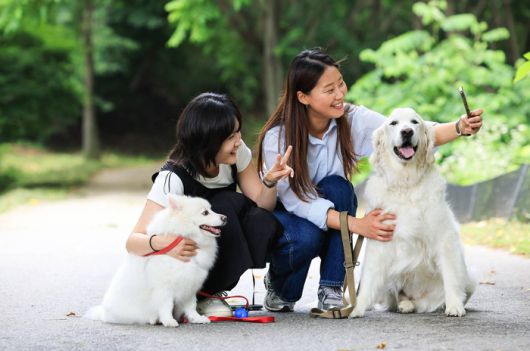 에버랜드 반려견 동반 비타민 캠프 ‘멍하니 걷개’ / 사진=삼성물산