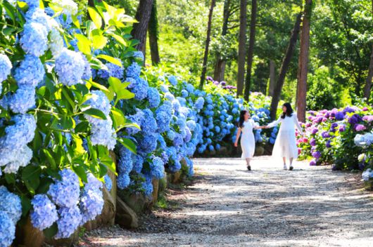 해남 포레스트 수목원 / 사진 = 해남군