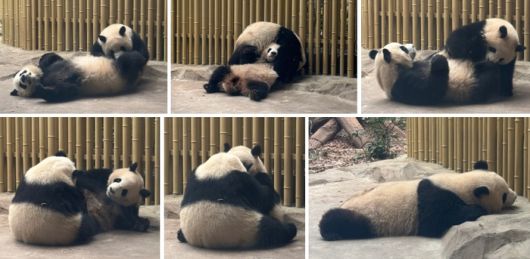 청두 자이언트 판다 번식연구기지 / 사진=홍지연 여행+ 기자